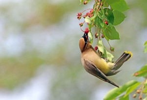 I Choose This Berry